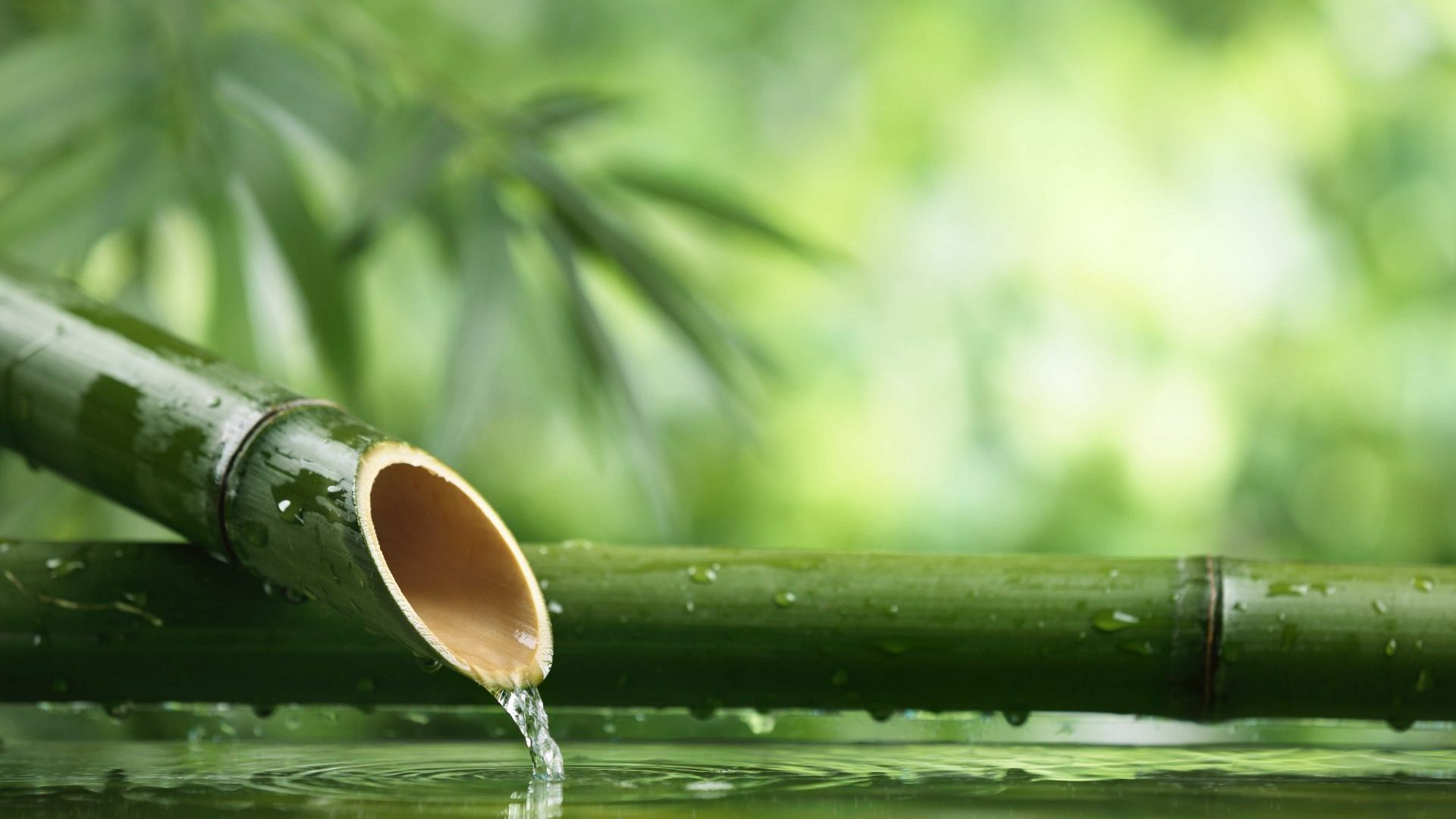 Panda Massage St.Gallen